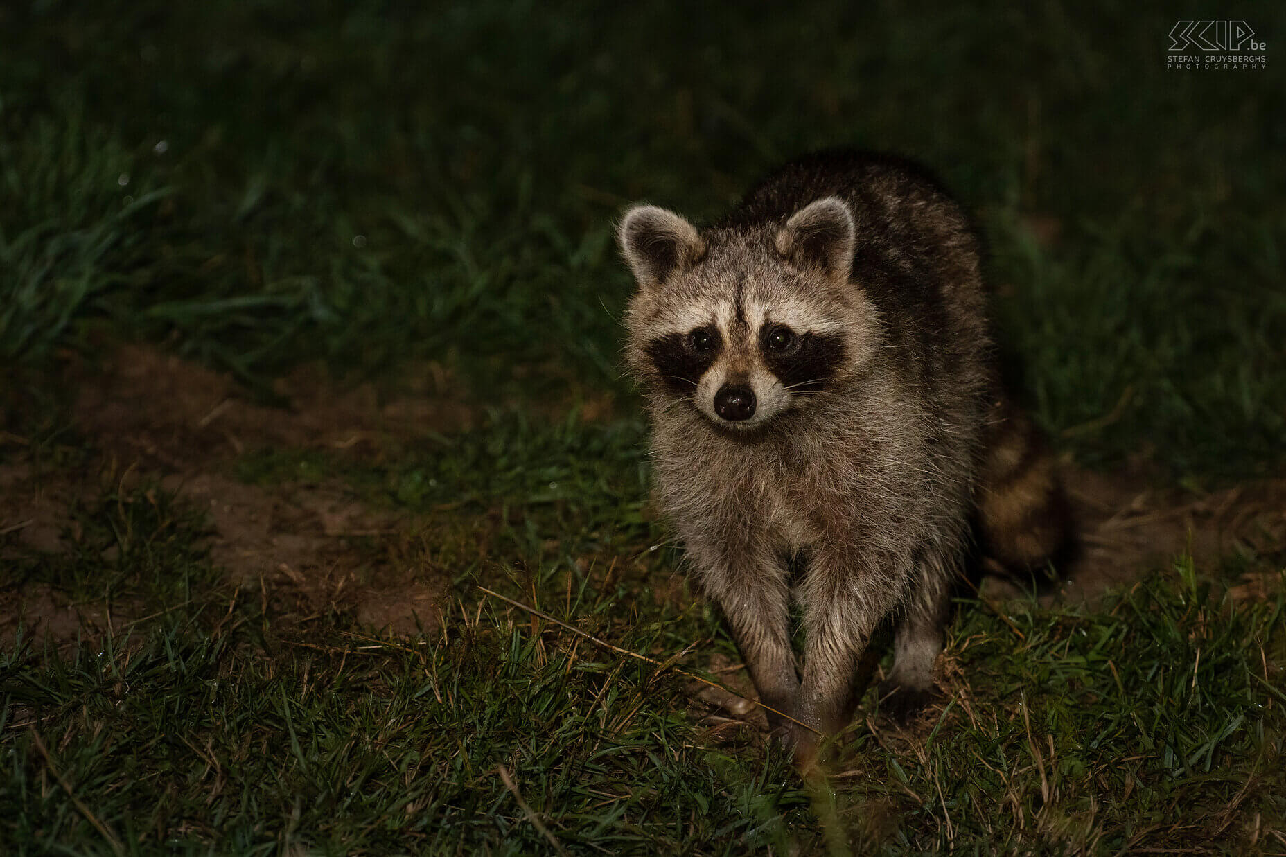 Racoon During one of the nights that I stayed in the observation cabin in the Ardennes, I was able to photograph the raccoon. The little bears with Zorro mask and ringed tail look cute and cuddly, but they are not. The raccoon is an invasive exotic species that has been introduced in Germany since WWII and has since spread to neighboring countries. There are probably more than a thousand in the Belgian Ardennes. And now and then one even pops up in Flanders. Raccoons are mainly active at night and are therefore rarely seen. They have no natural predators and do cause some damage in our forests. They are omnivores and so they eat everything; fruits, nuts, corn, worms, birds, lizards, snakes, fish and even squirrels. Stefan Cruysberghs